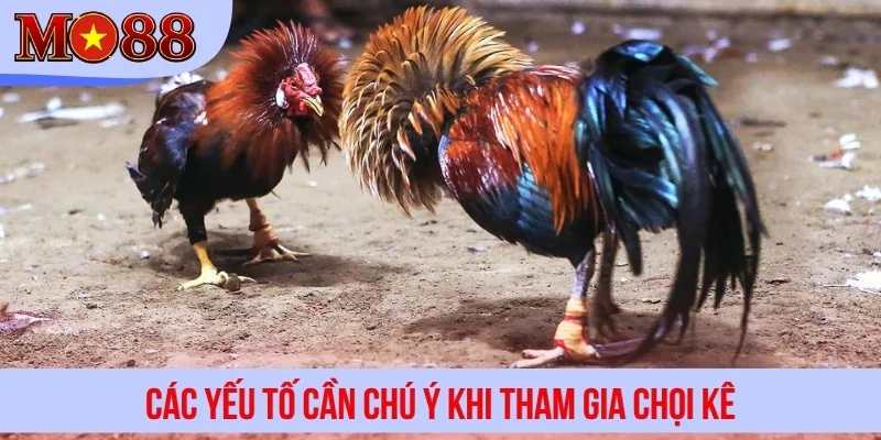 Các yếu tố cần chú ý khi tham gia chọi kê