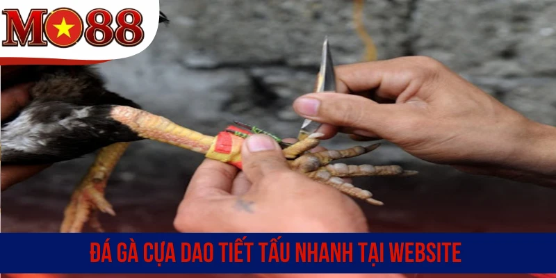 Đá gà cựa dao tiết tấu nhanh tại website