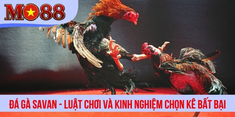 Đá Gà Savan - Luật Chơi Và Kinh Nghiệm Chọn Kê Bất Bại