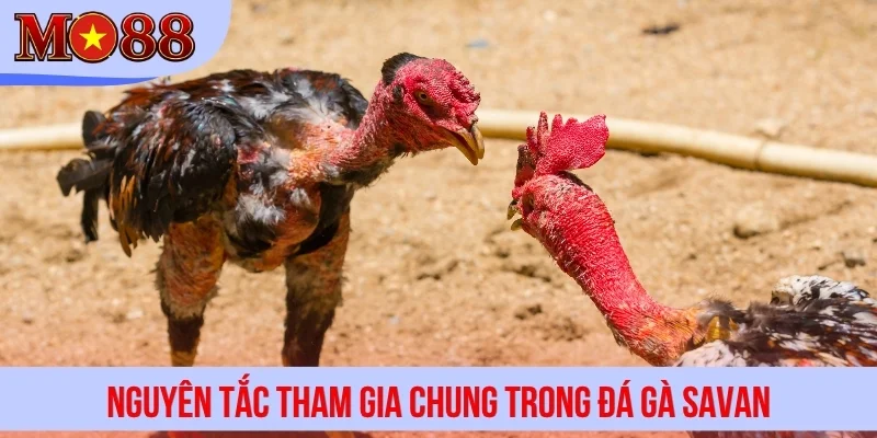 Nguyên tắc tham gia chung trong đá gà Savan